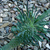 Euphorbia clandestina