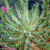 Euphorbia tuberculata