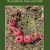 GYMNOCALYCIUM in habitat and culture by Graham Charles
