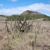 Arthrocereus melanurus ssp. magnus (Ibitipoca, Minas Gerais, Bras)