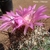 Coryphantha ramillosa (Monclova, Mex)