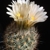 Gymnocactus beguinii v. hintoniorum
