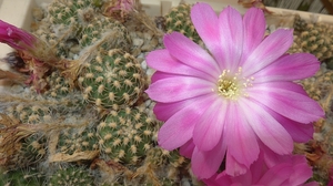 Lobivia wrightiana spp. winteriana BLMT 468.04