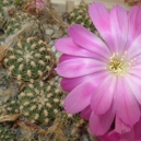 Lobivia wrightiana spp. winteriana BLMT 468.04