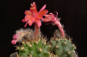 Matucana paucicostata  (Ancash, Peru)