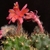 Matucana paucicostata  (Ancash, Peru)