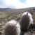 Oreocereus trollii MN 265 (Capillas-Condor, 3850m, Arg)