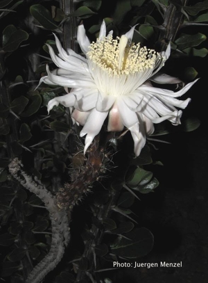 Peniocereus greggii v. transmontanus