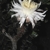 Peniocereus greggii v. transmontanus
