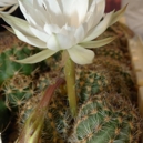 Pygmaecereus bylesianus PH 769.05