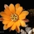Rebutia malochii SL 31-06
