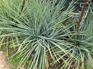 Agave stricta v. nana (MInas Asbestos)