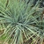 Agave stricta v. nana (MInas Asbestos)