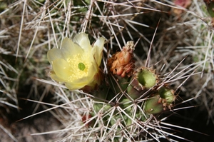 Opuntia sulphurea MN 394 (Tupiza, 3000m, Bol)