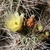 Opuntia sulphurea MN 394 (Tupiza, 3000m, Bol)