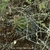 Echinopsis ayopayana TB 476.2 (Independecja, Cochabamba, Bol)