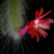Hildewinteria colademononis (Cleistocactus winteri ssp. colademono)