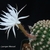Pygmaecereus bieblii