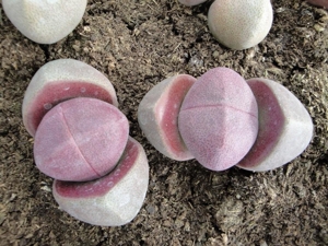 Pleiospilos  nellii cv. rubra