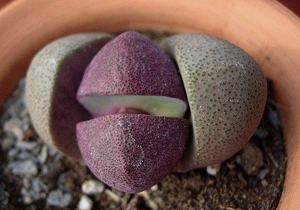 Pleiospilos  nellii cv. rubra