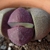 Pleiospilos  nellii cv. rubra