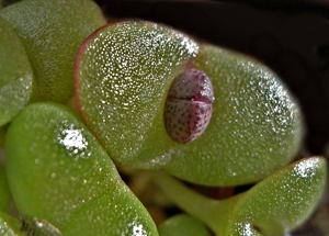 Pleiospilos  nellii cv. rubra