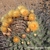 Ferocactus rectispinus