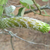 Cleistocactus micropetalus MN 783