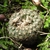Frailea pumila KH 1261 (Curuzu Cuatia, Ruta 126, Corrientes)