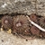 Frailea angelesii KH 1252 (Concordia, Entre Rios)