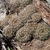 Frailea pumila KH 1268 (Tres Cerros, Corrientes)