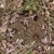 Frailea castanea KH 882 (Rincon de Valentin, Ruta 31)