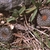 Frailea phaeodisca KH 914 (Carumbe, Ruta 31)