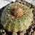 Frailea phaeodisca KH 507 (Jose Batlle y Oronez, Ruta 7)