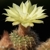 Frailea pygmaea v. dadakii KH 421 (Cerro Montevideo)