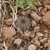 Frailea castanea KH 856 (Pintado Grande, Ruta 4)