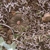 Frailea castanea KH 862 (Campamento, Ruta 4)