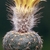 Frailea perumbilicata KH 578 (NW Masoller, Ruta 30)