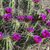 Echinocereus enneacanthus MN 690a (Brewster Co, TX)
