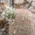 Echinocereus dasyacanthus MN 703 (Orogrande, NM)