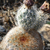 Echinocereus dasyacanthus MN 694 (Brewster Co, TX)