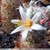 Mammillaria hutchinsoniana ZRI 516/13