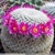 Mammillaria lanata