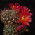 Sulcorebutia purpurea MN 452a