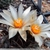 Turbinicarpus schmiedickianus v. klinkerianus