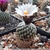 Turbinicarpus valdezianus 'albiflorus'