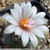 Turbinicarpus schmiedickianus ssp. schwarzii (Guadalcazar, Mex)