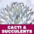 Cacti and Succulents for Cold Climates: