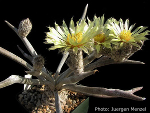 Astrophytum caput-medusae
