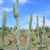 Cereus repandus ´grenadensis´